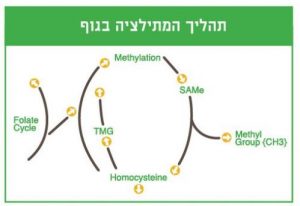 ‏‏תהליך מתילציה