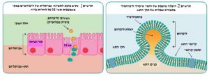 ליפוזומלי